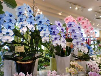 花とガーデニングの二楽園